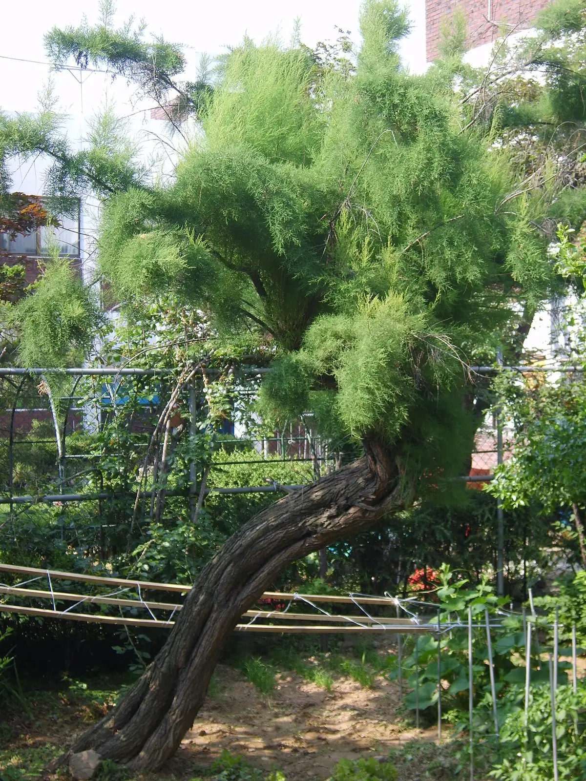 柽柳 (Tamarix chinensis) — 更多视角