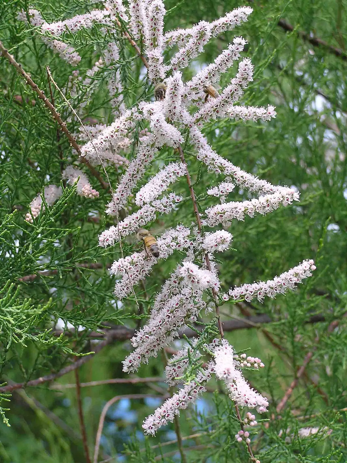 柽柳 (Tamarix chinensis) — 更多视角