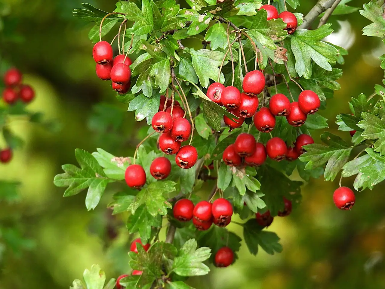 山楂 (Crataegus pinnatifida) — 主图