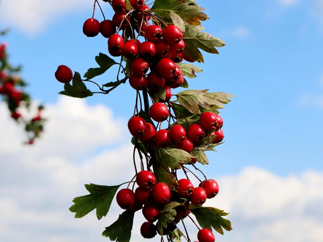 山楂 (Crataegus pinnatifida) — 细节