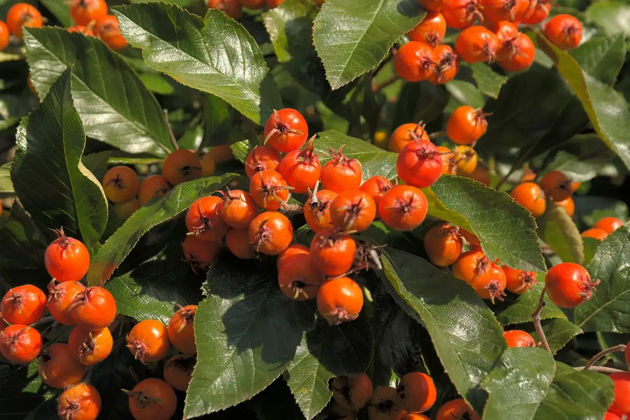 山楂 (Crataegus pinnatifida) — 环境展示