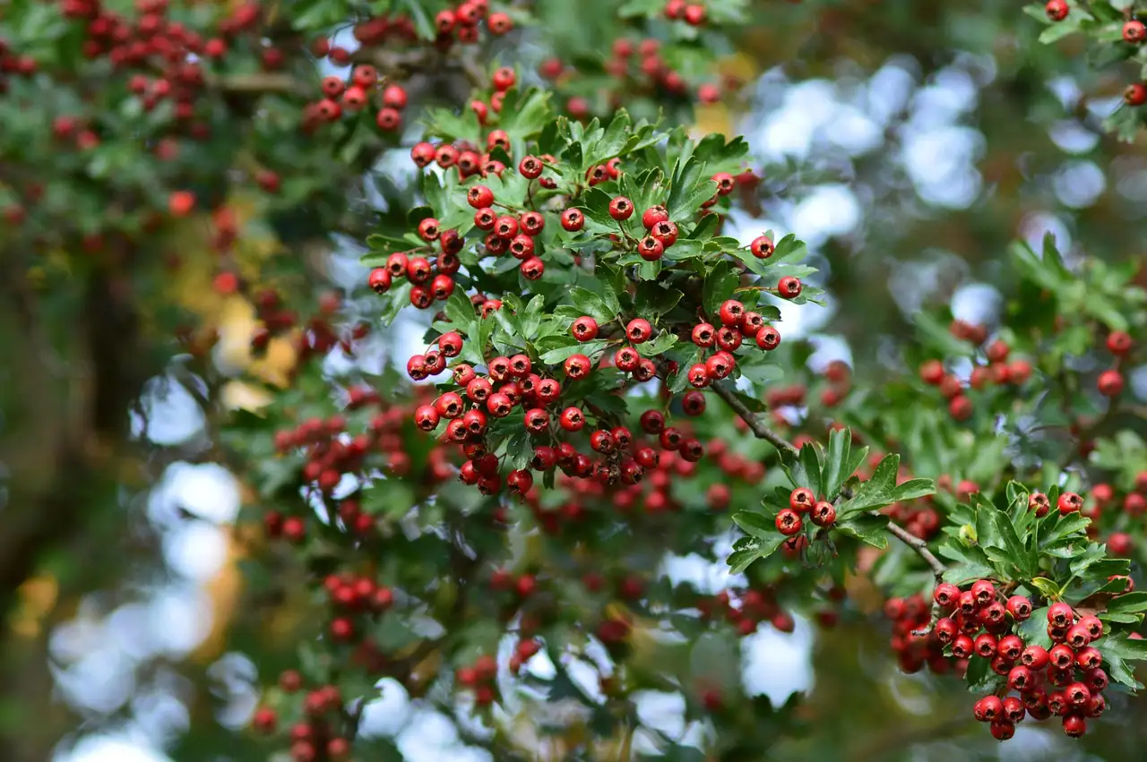 山楂 (Crataegus pinnatifida) — 更多视角