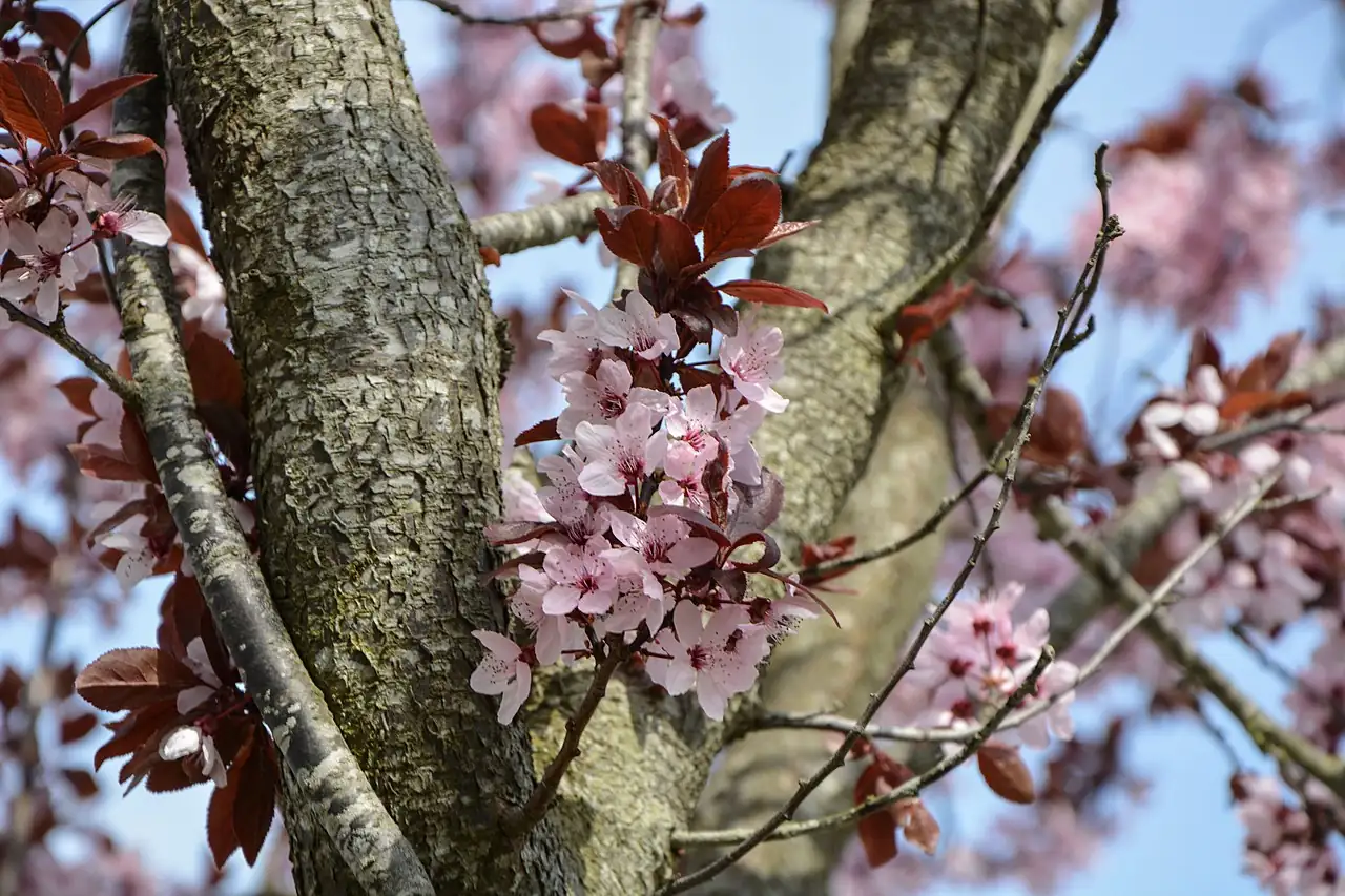 山櫻花 (Prunus serrulata) — 更多视角