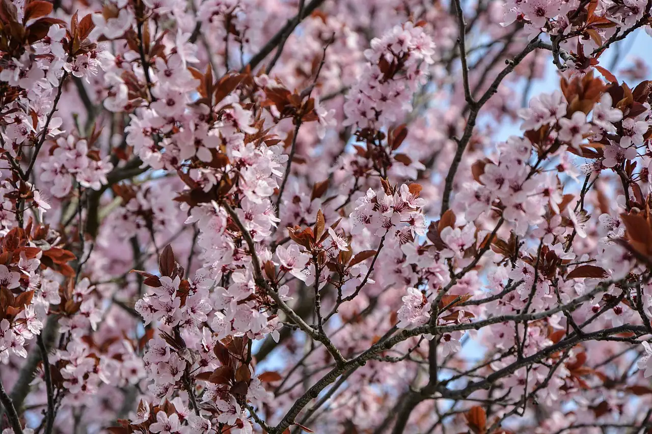 山櫻花 (Prunus serrulata) — 更多视角