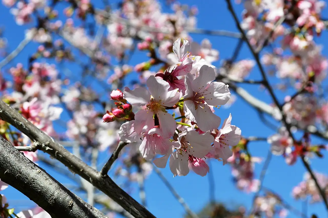 山櫻花 (Prunus serrulata) — 主图