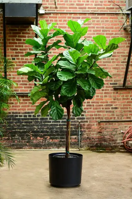 光皮栎木 (Cornus wilsoniana) — 特写