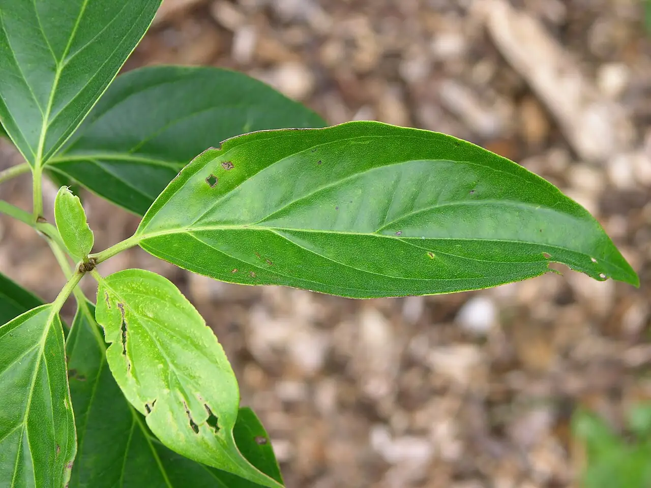 光皮栎木 (Cornus wilsoniana) — 环境展示