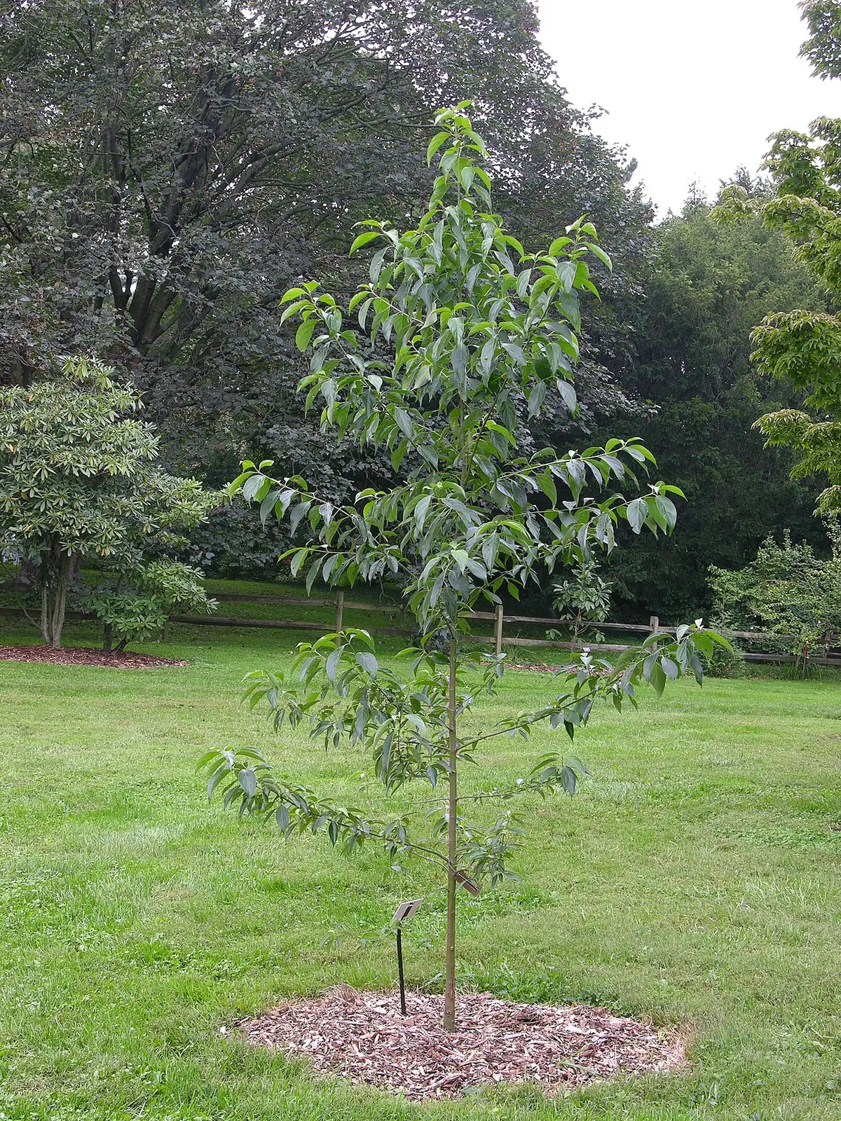 光皮栎木 (Cornus wilsoniana) — 更多视角