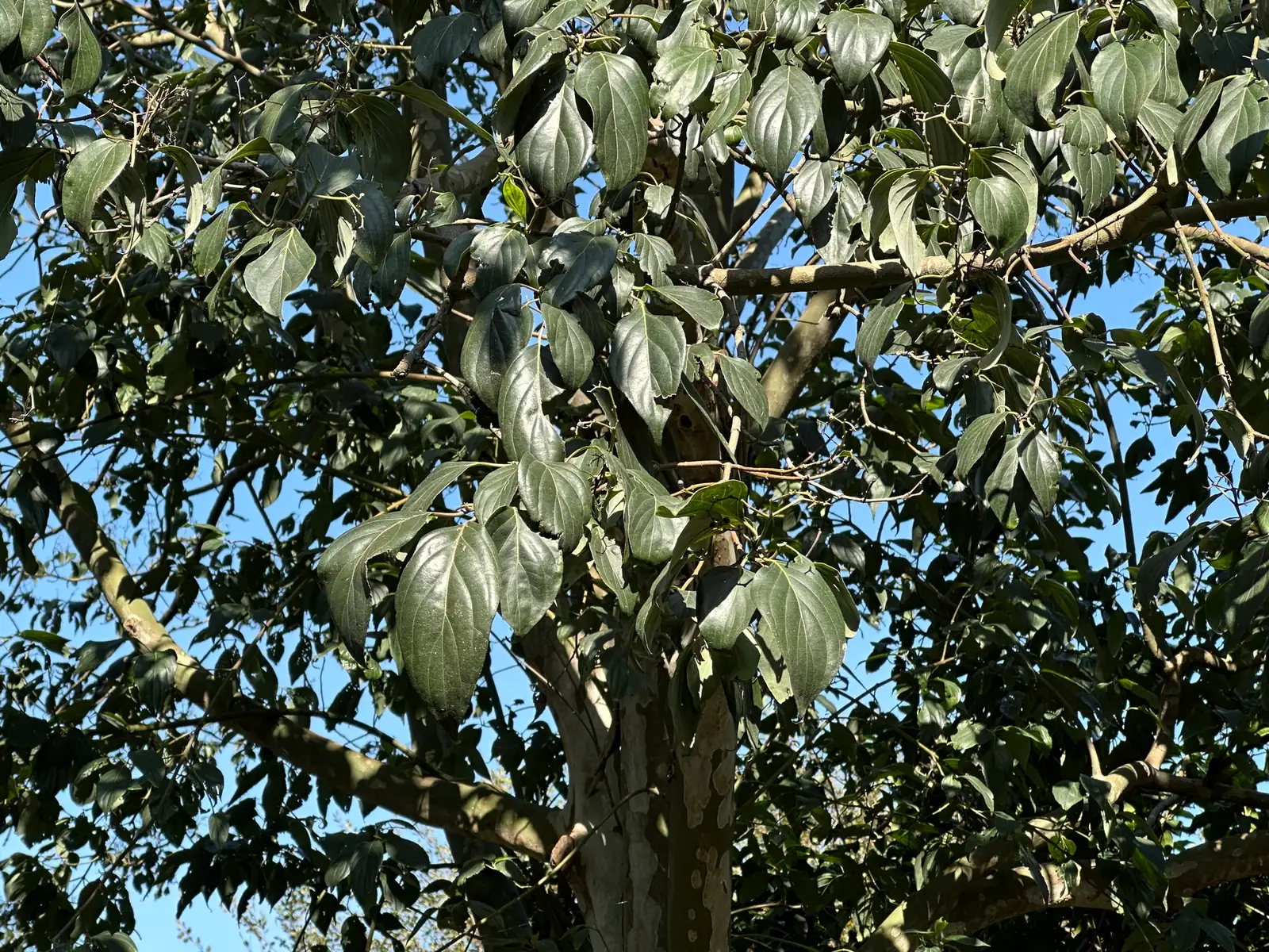 光皮栎木 (Cornus wilsoniana) — 更多视角
