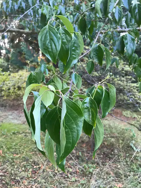 光皮栎木 (Cornus wilsoniana) — 细节
