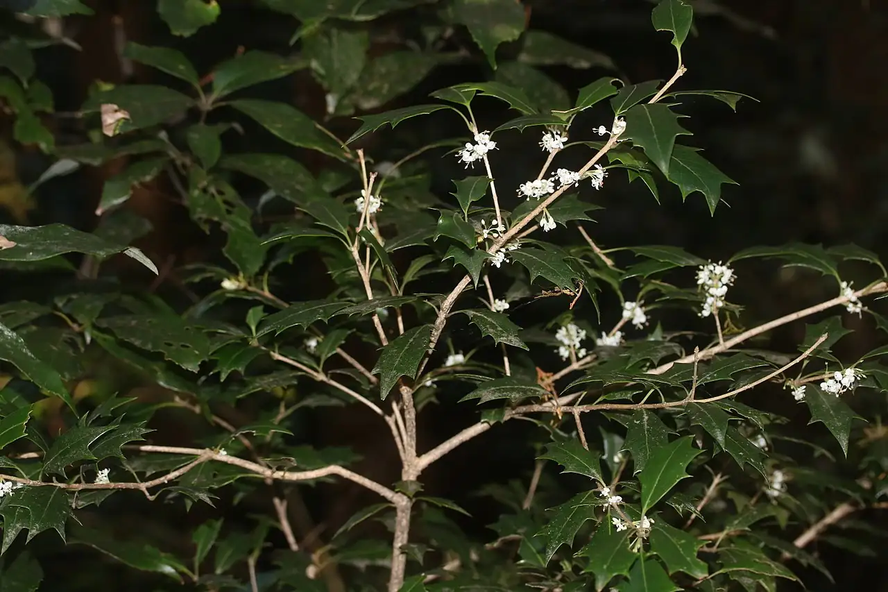 柊树 (Osmanthus heterophyllus) — 特写