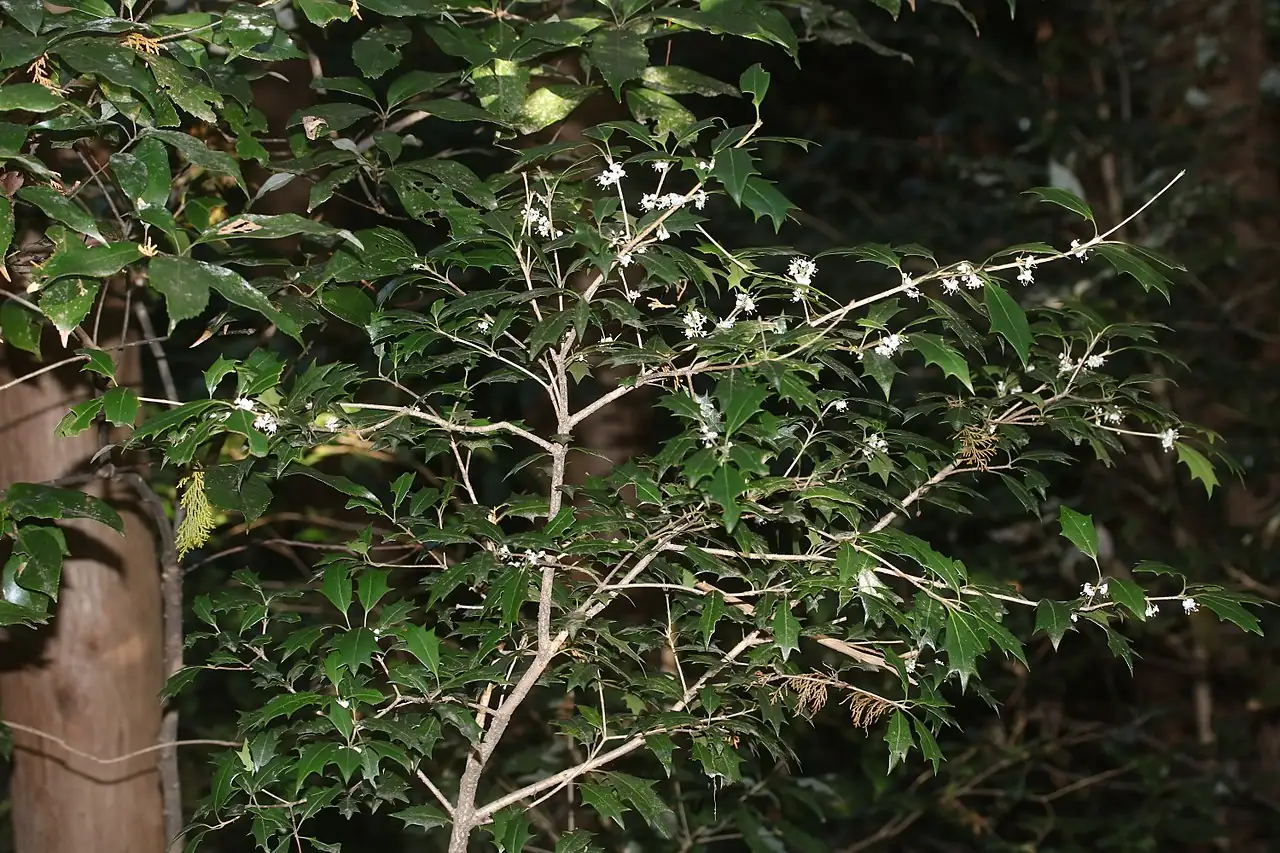 柊树 (Osmanthus heterophyllus) — 环境展示