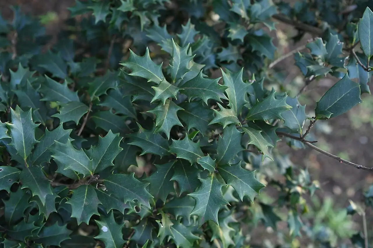 柊树 (Osmanthus heterophyllus) — 更多视角