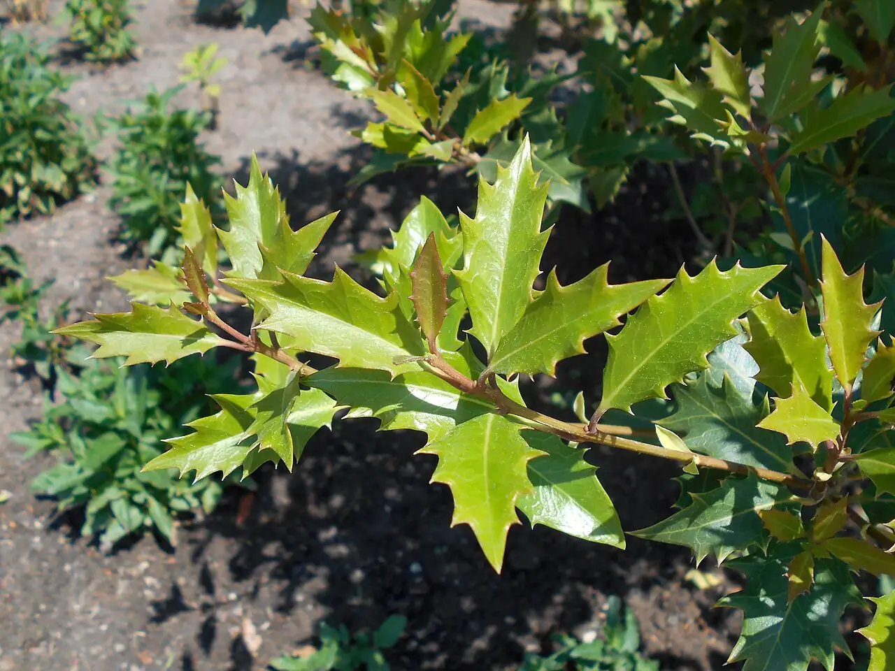 柊树 (Osmanthus heterophyllus) — 更多视角