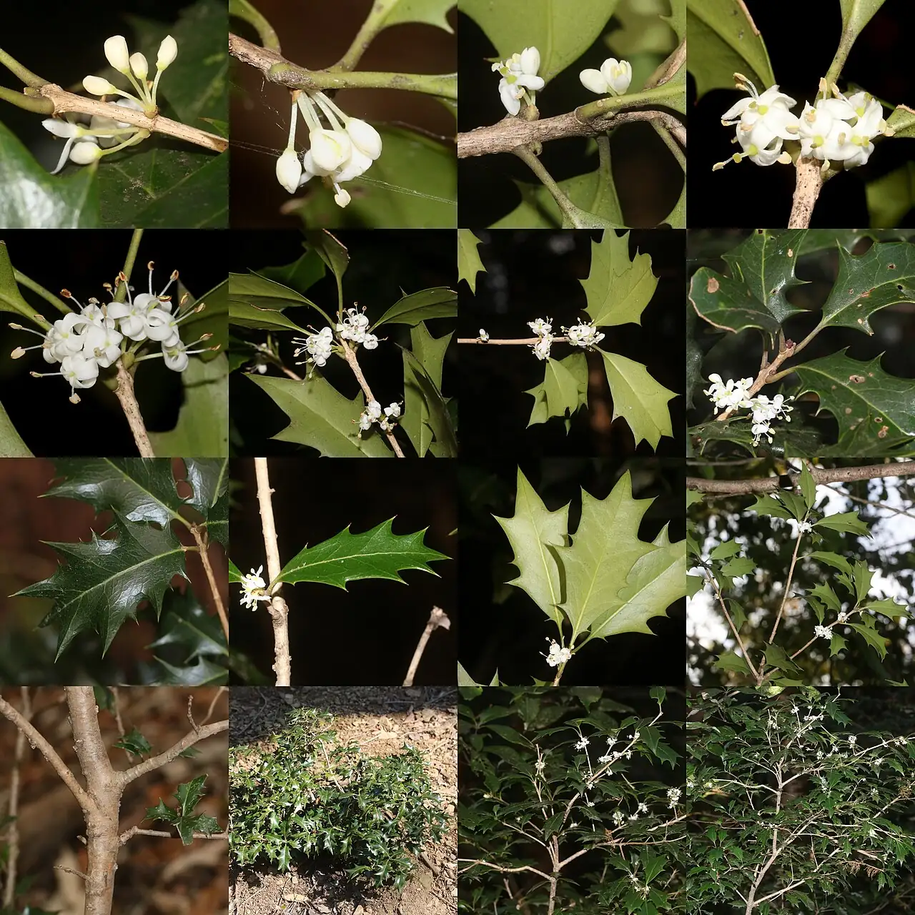 柊树 (Osmanthus heterophyllus) — 更多视角