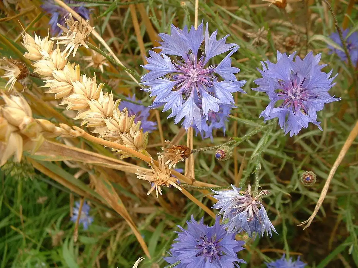 矢车菊 (Centaurea cyanus) — 更多视角