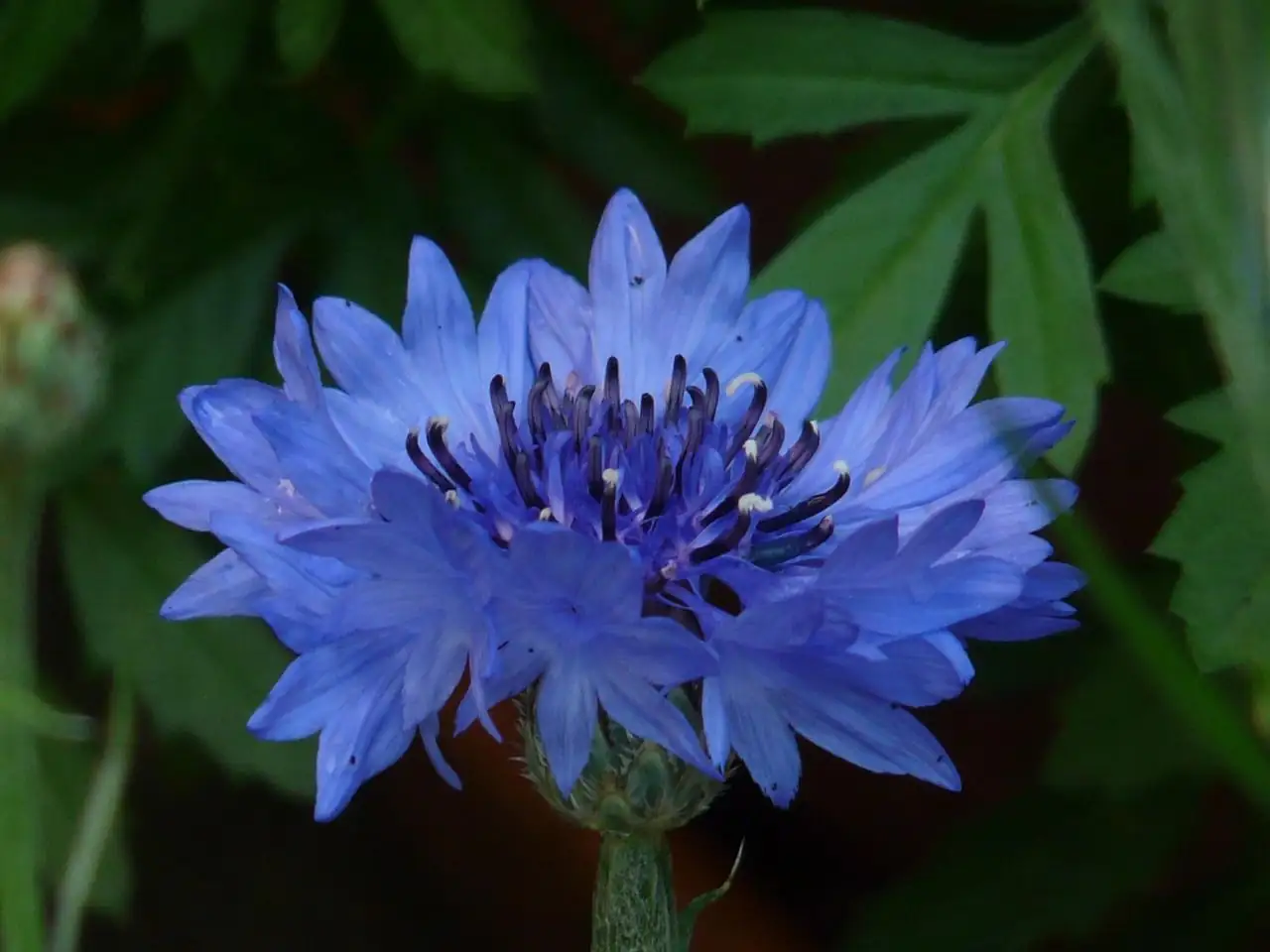 矢车菊 (Centaurea cyanus) — 细节