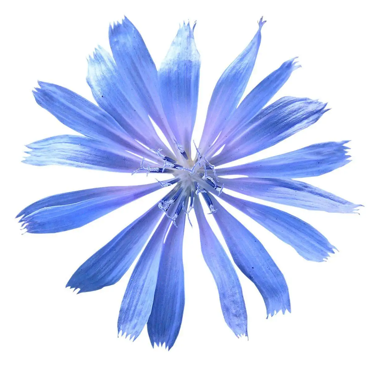 矢车菊 (Centaurea cyanus) — 更多视角