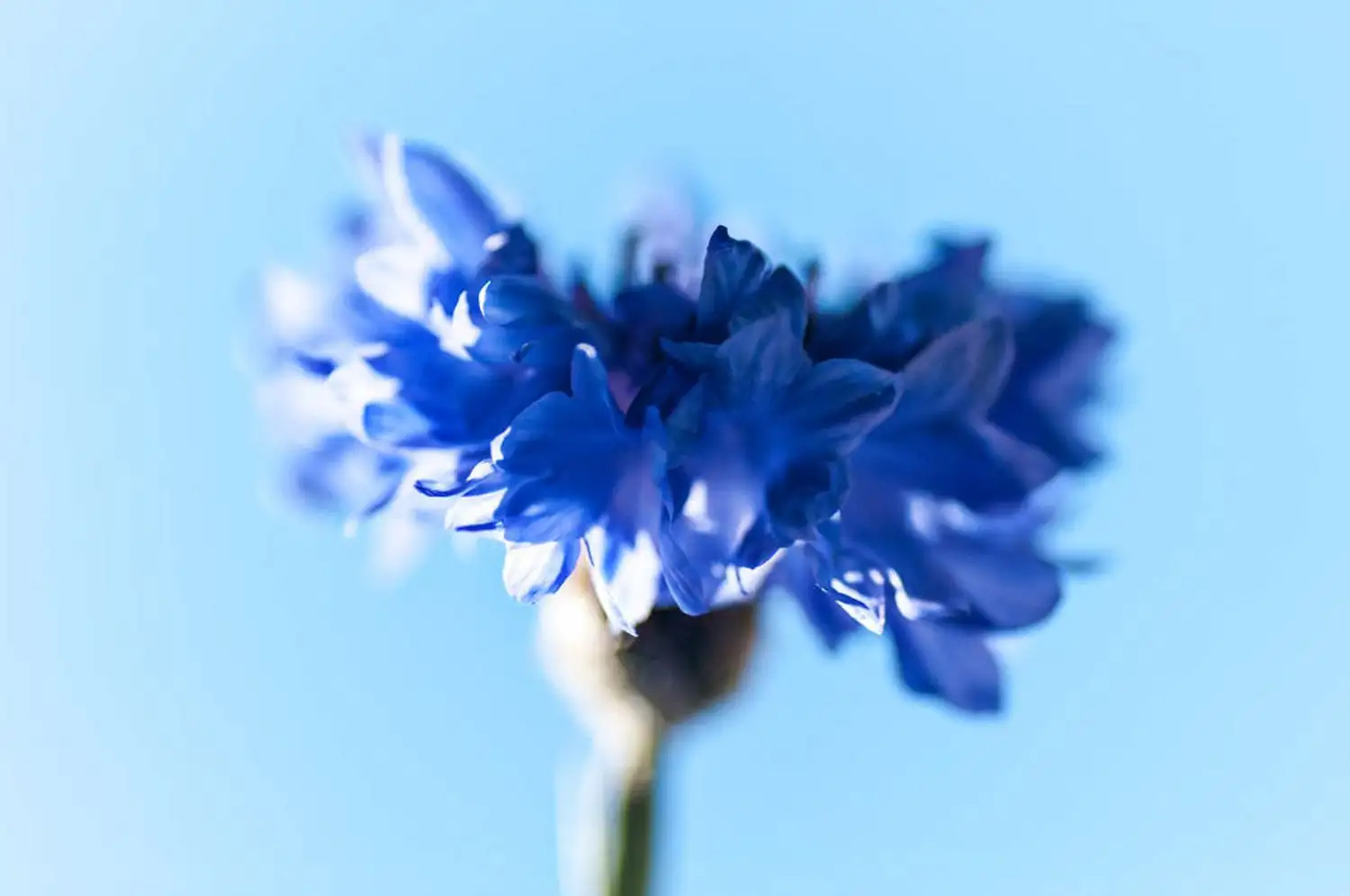 矢车菊 (Centaurea cyanus) — 主图