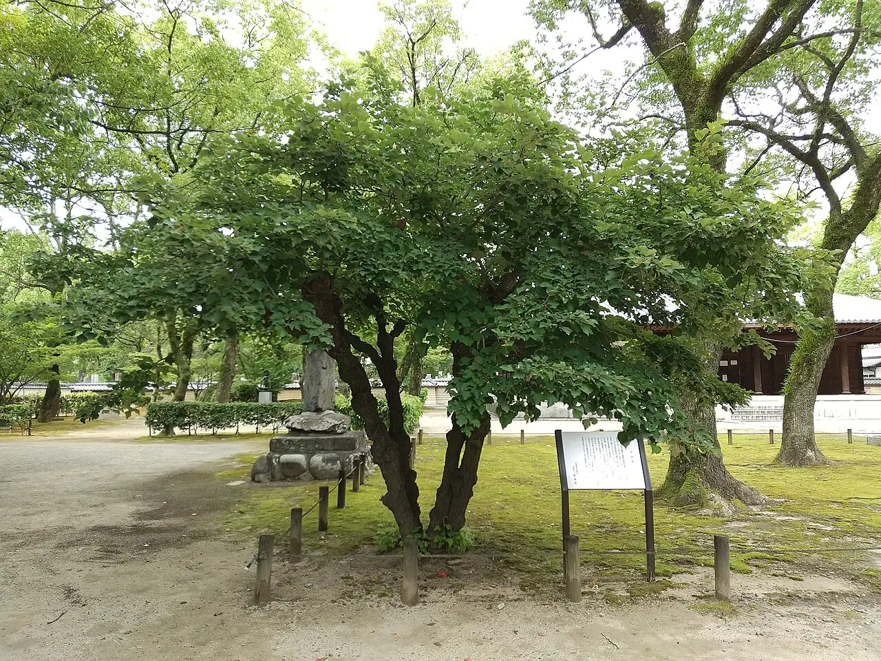 南京椴 (Tilia miqueliana) — 特写