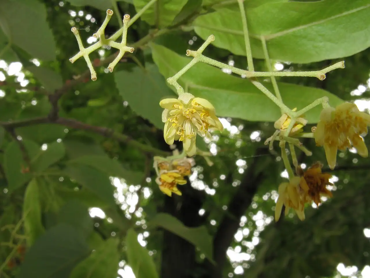 南京椴 (Tilia miqueliana) — 环境展示