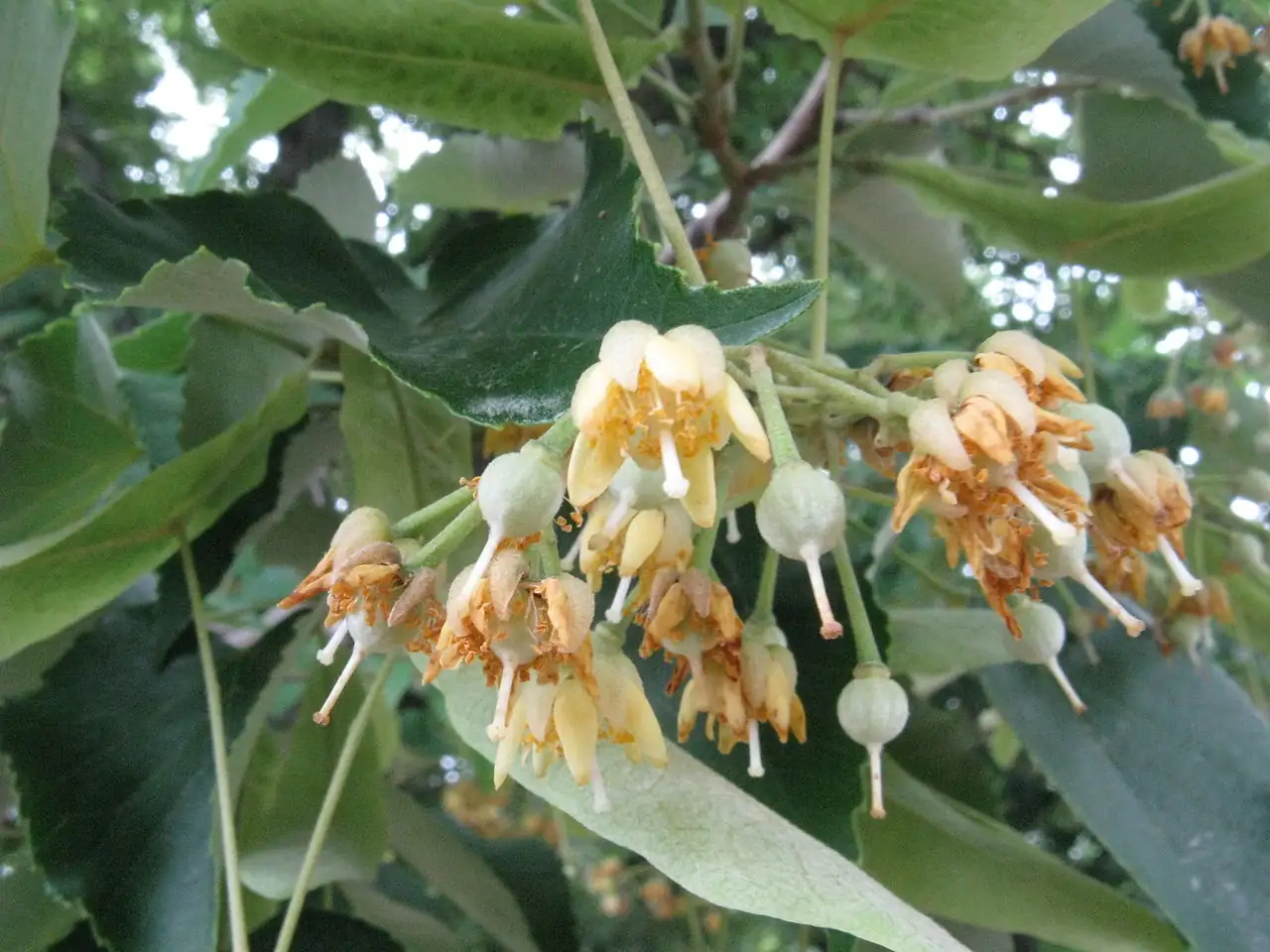 南京椴 (Tilia miqueliana) — 更多视角