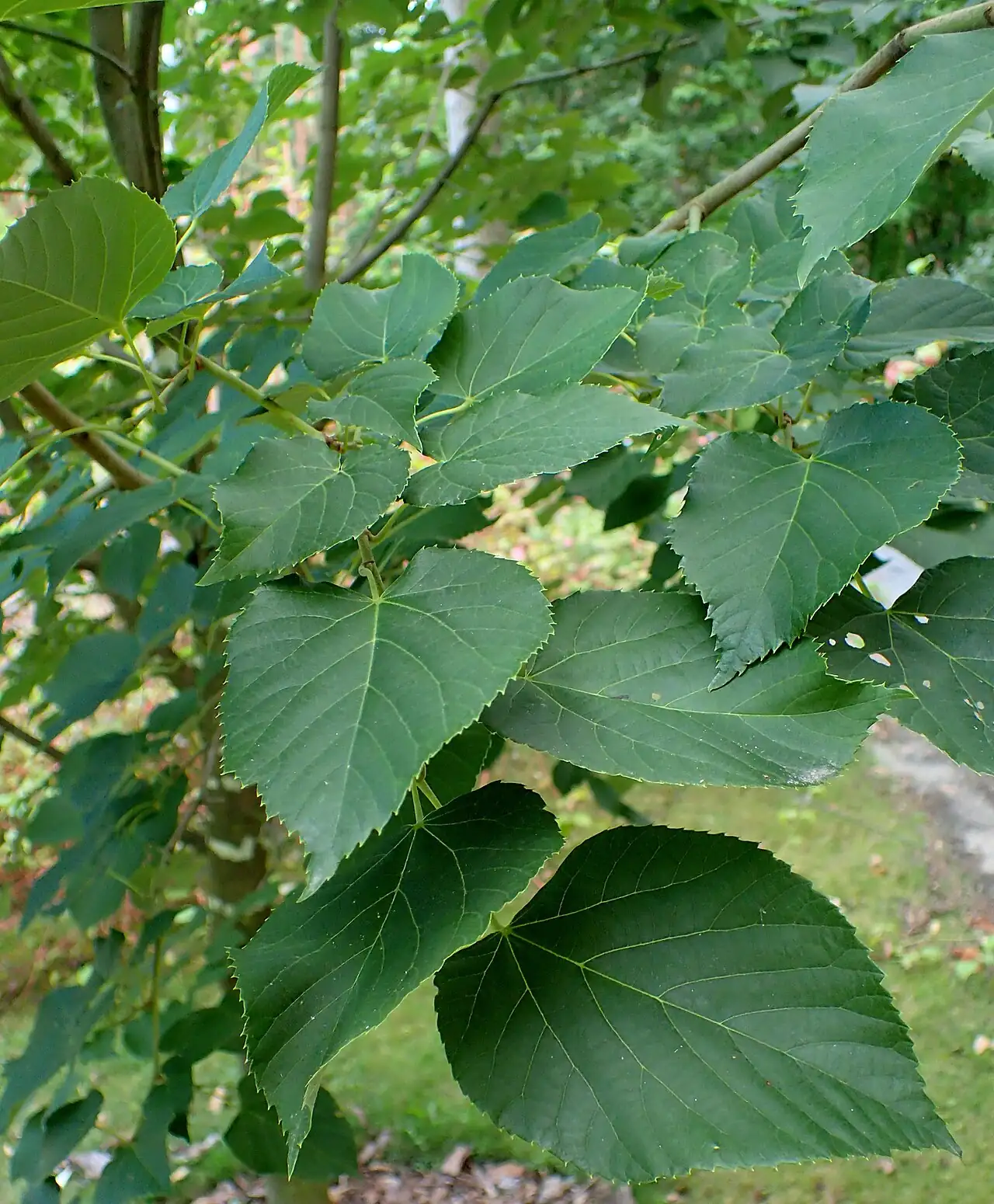 南京椴 (Tilia miqueliana) — 更多视角