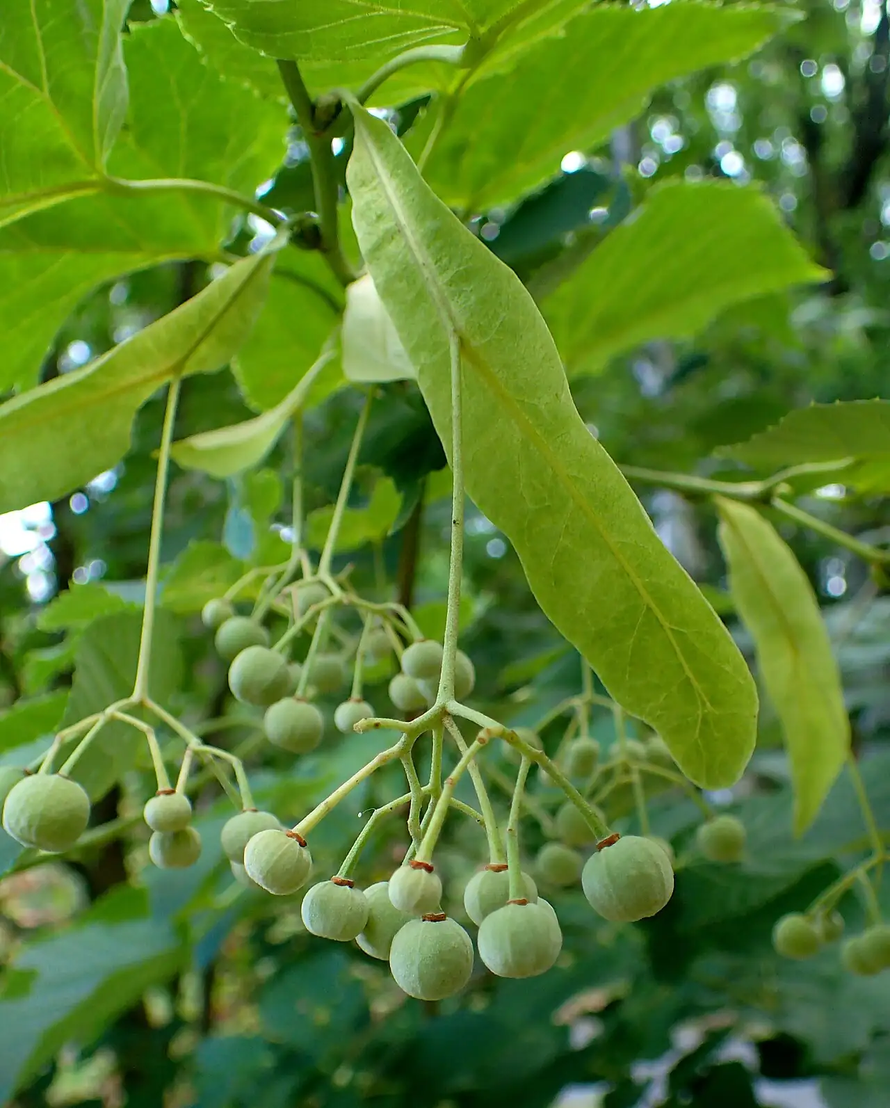 南京椴 (Tilia miqueliana) — 更多视角