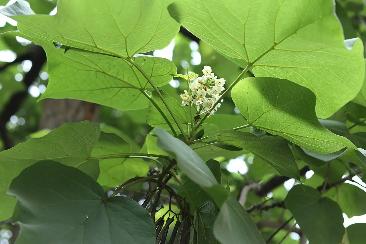 梓 (Catalpa ovata) — 特写