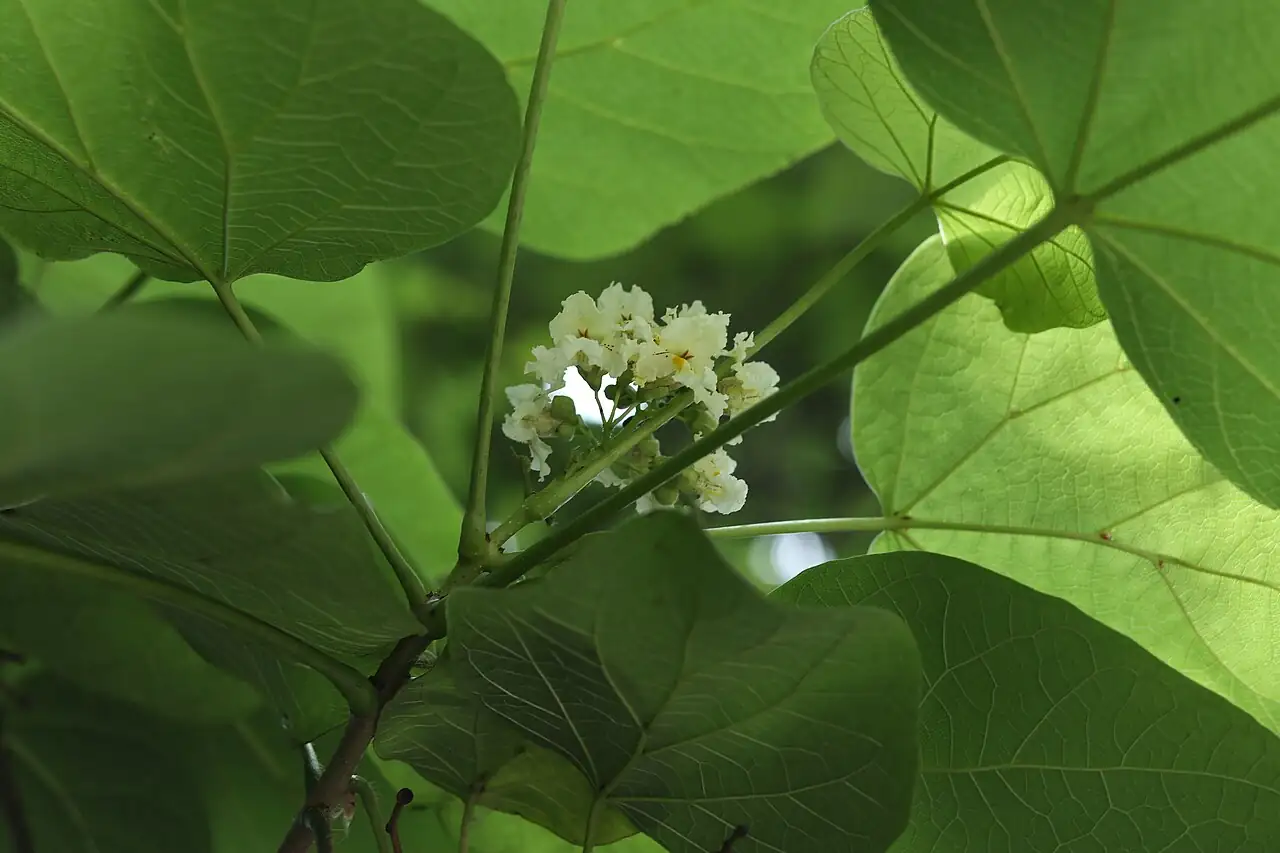 梓 (Catalpa ovata) — 环境展示