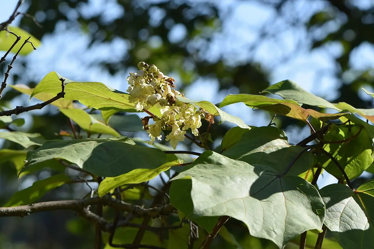 梓 (Catalpa ovata) — 更多视角