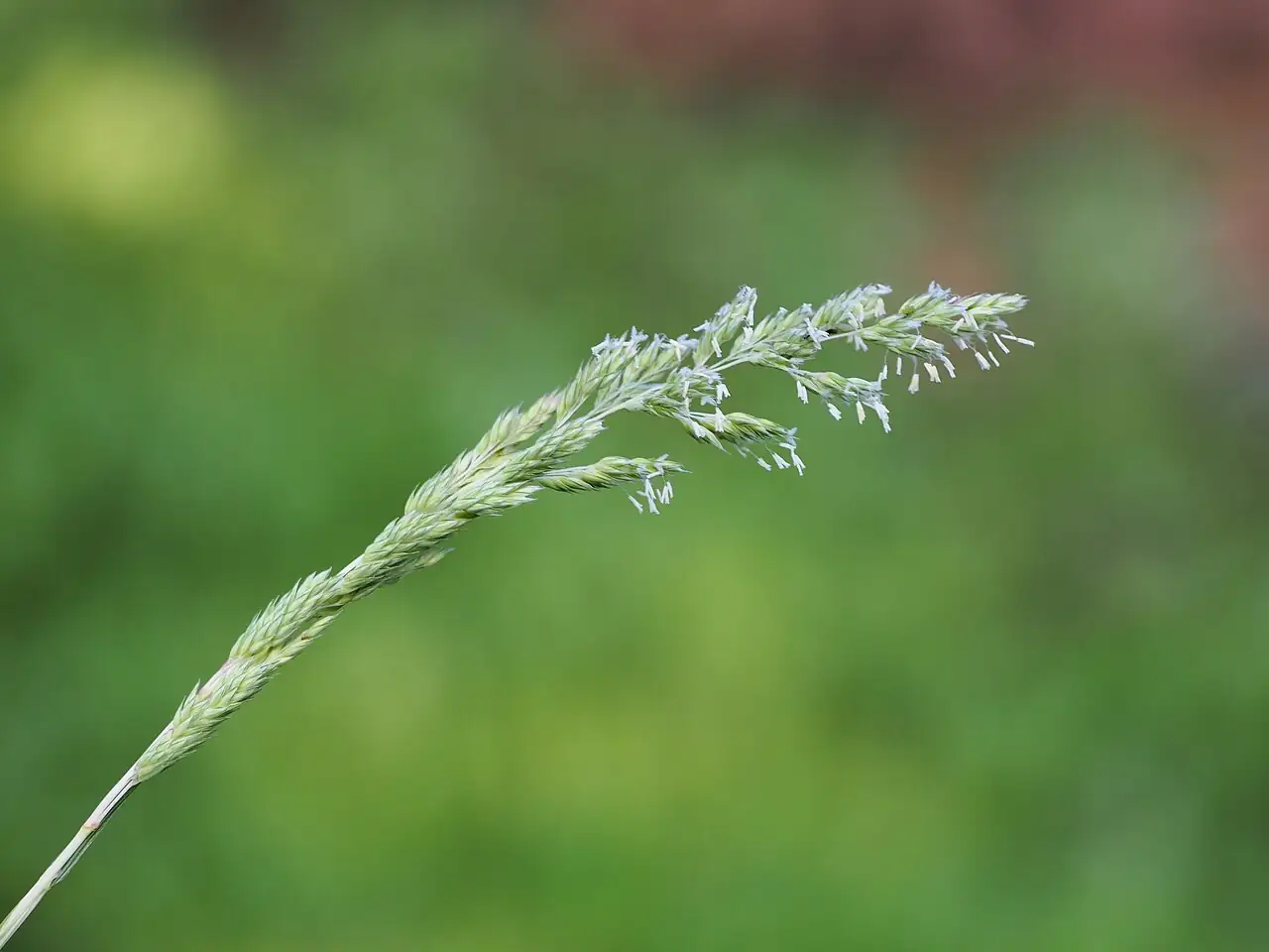 丝带草 (Phalaris arundinacea var. picta) — 更多视角