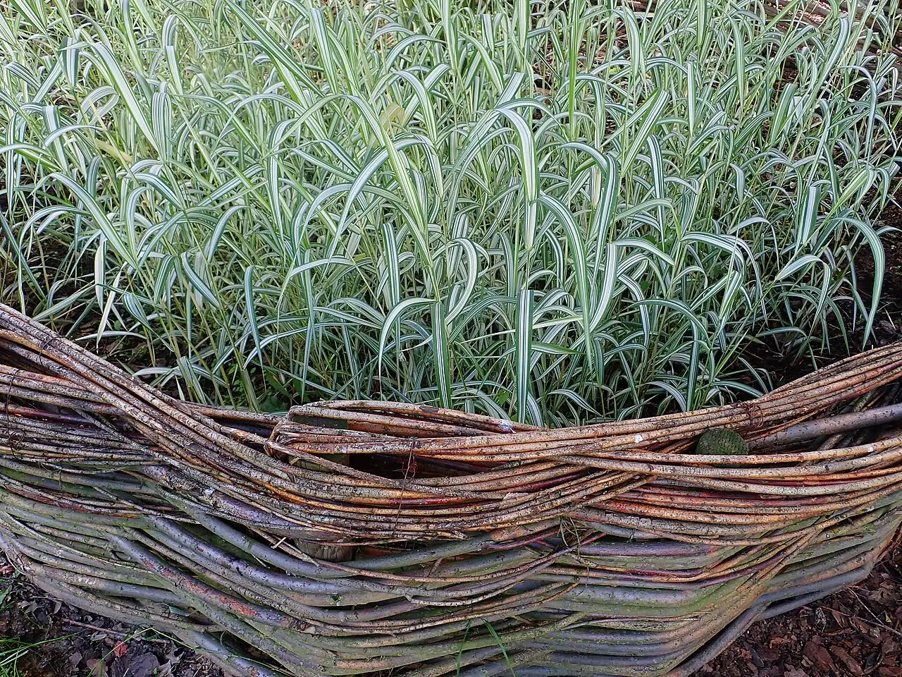 丝带草 (Phalaris arundinacea var. picta) — 环境展示