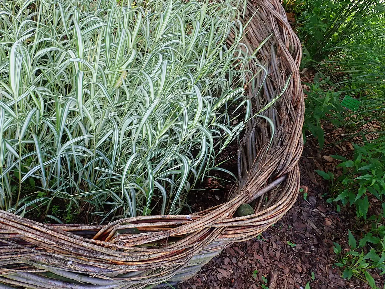 丝带草 (Phalaris arundinacea var. picta) — 主图