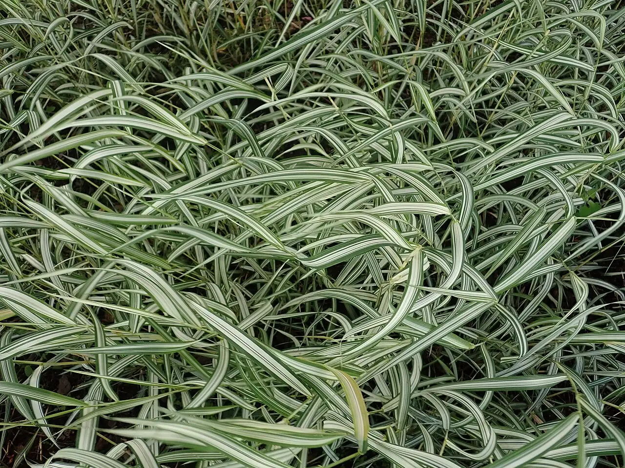 丝带草 (Phalaris arundinacea var. picta) — 细节