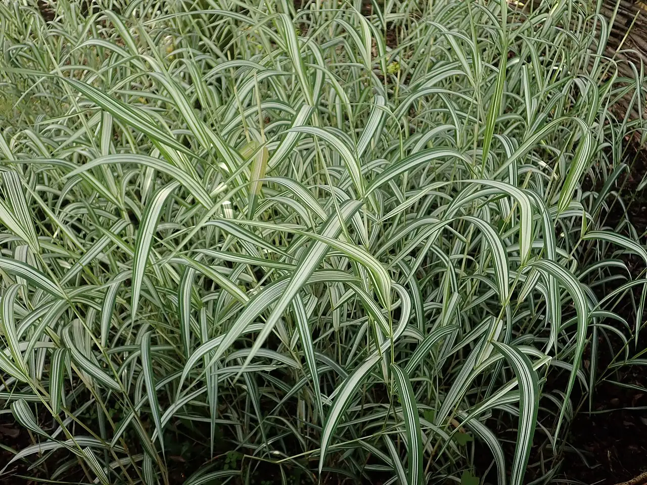 丝带草 (Phalaris arundinacea var. picta) — 特写