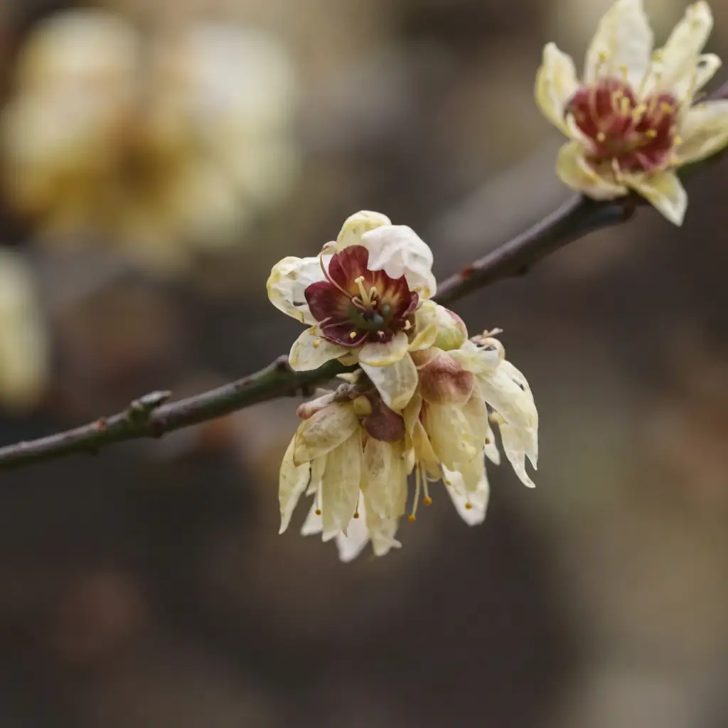 蜡梅 (Chimonanthus praecox) — 特写