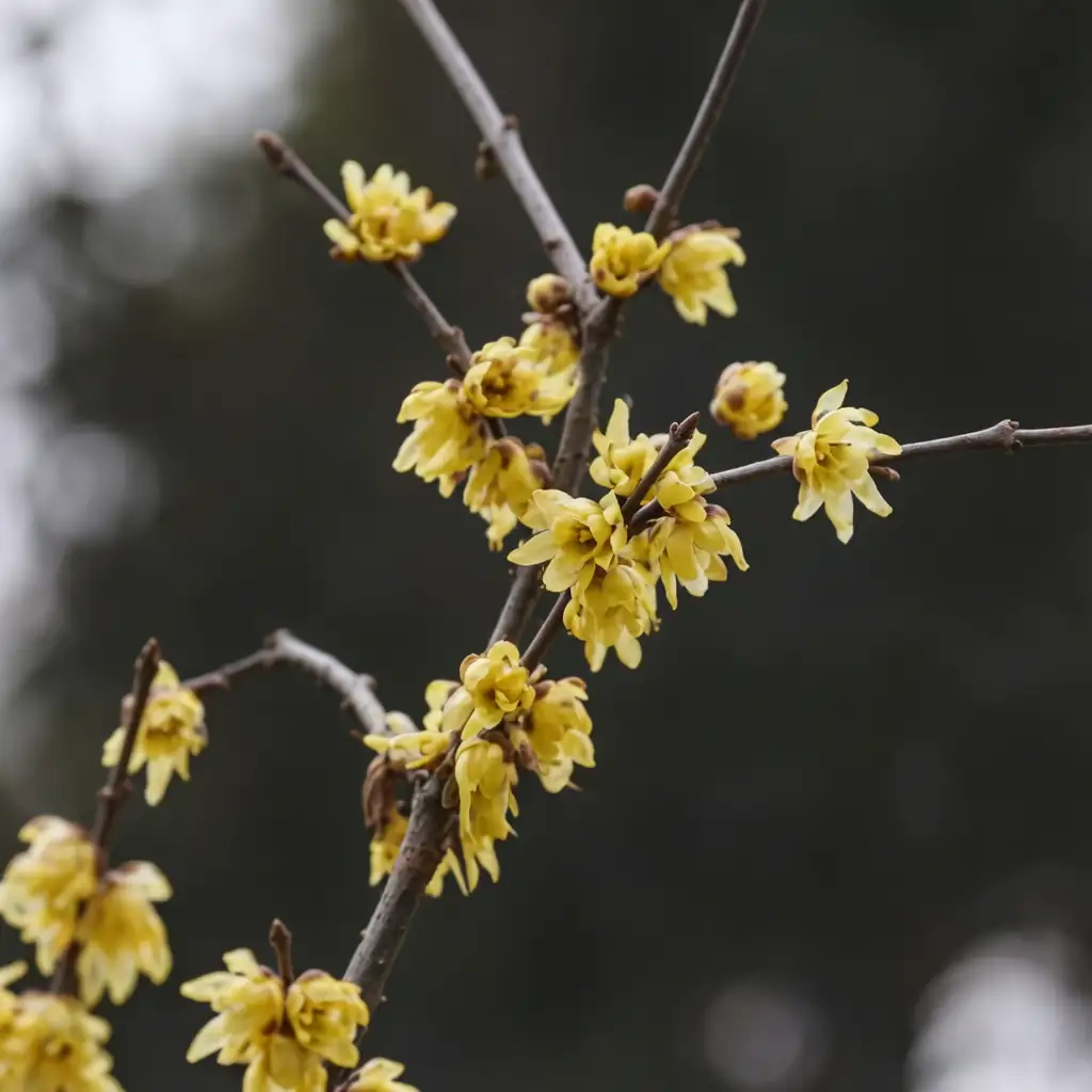 蜡梅 (Chimonanthus praecox) — 主图