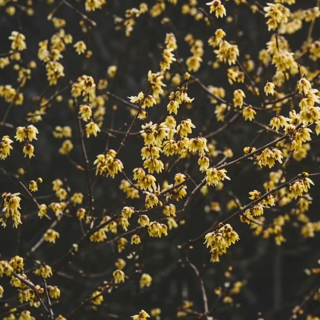 蜡梅 (Chimonanthus praecox) — 细节