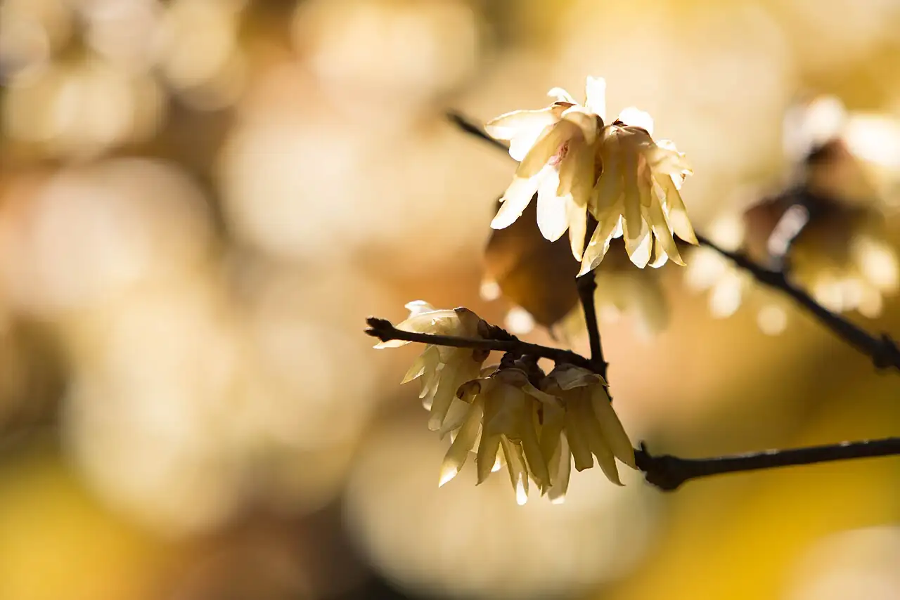 蜡梅 (Chimonanthus praecox) — 环境展示