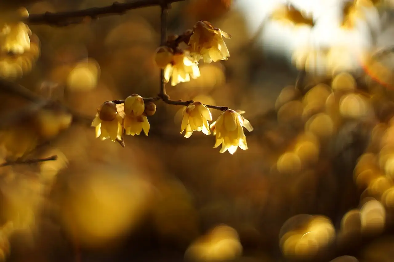 蜡梅 (Chimonanthus praecox) — 更多视角