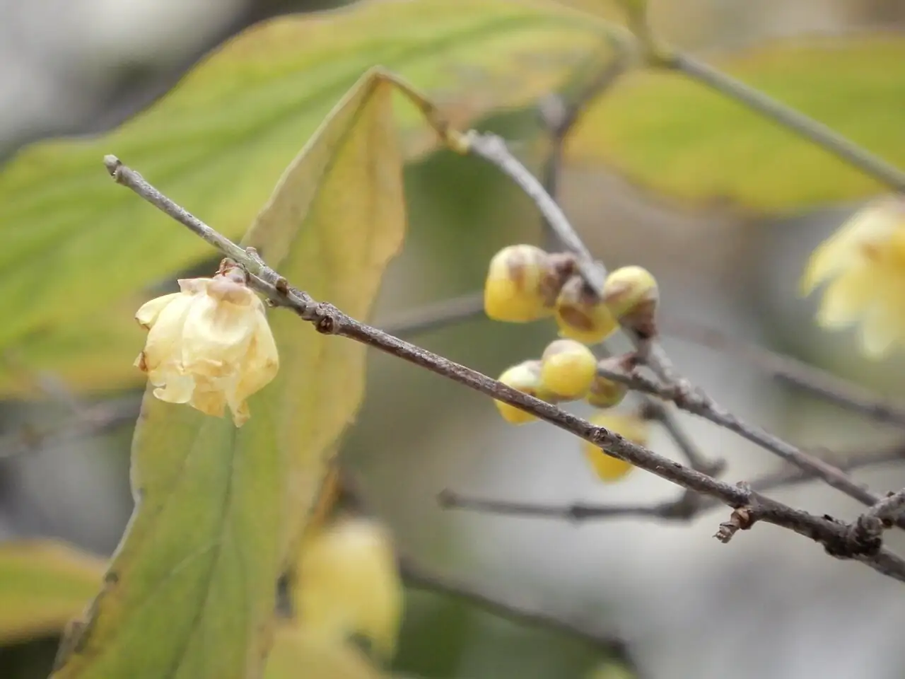 蜡梅 (Chimonanthus praecox) — 更多视角