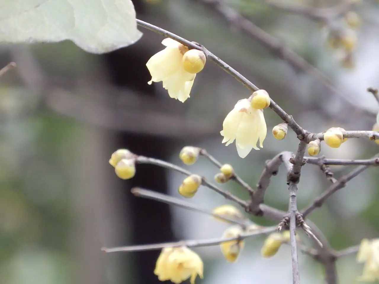蜡梅 (Chimonanthus praecox) — 更多视角