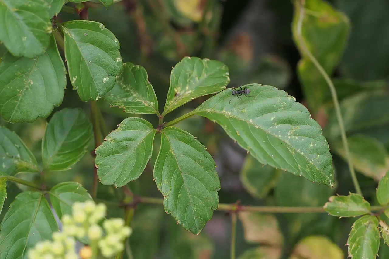 乌蔹莓 (Cayratia japonica) — 环境展示