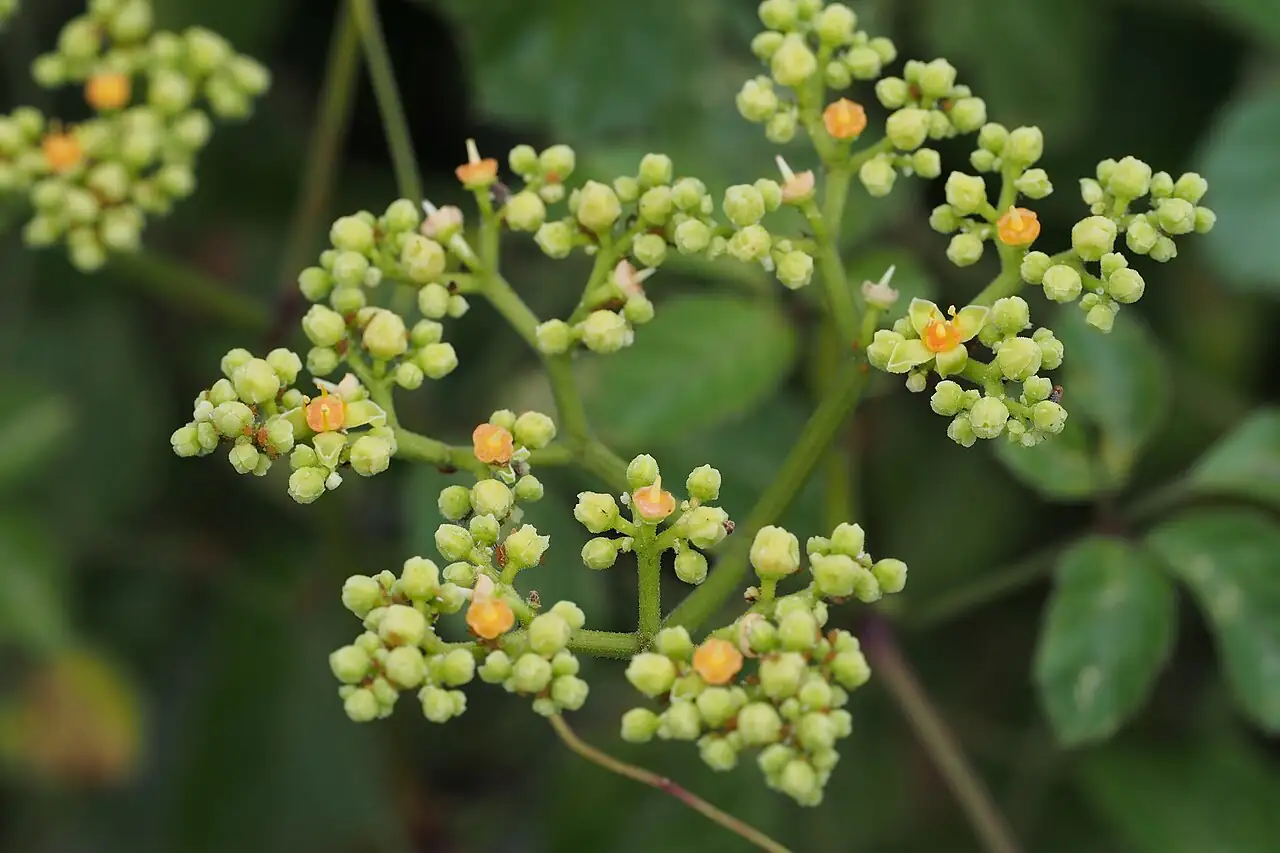 乌蔹莓 (Cayratia japonica) — 更多视角
