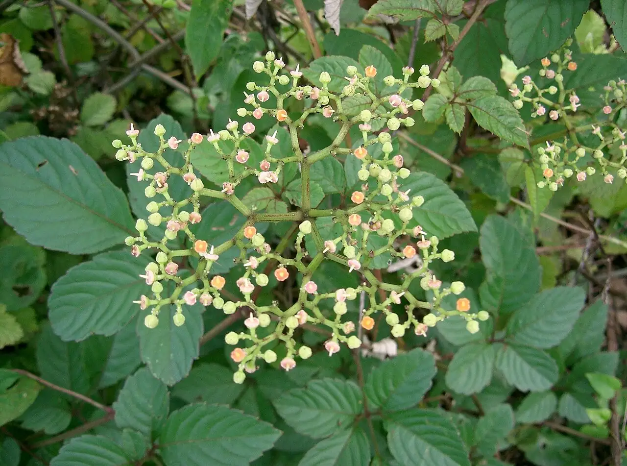 乌蔹莓 (Cayratia japonica) — 更多视角