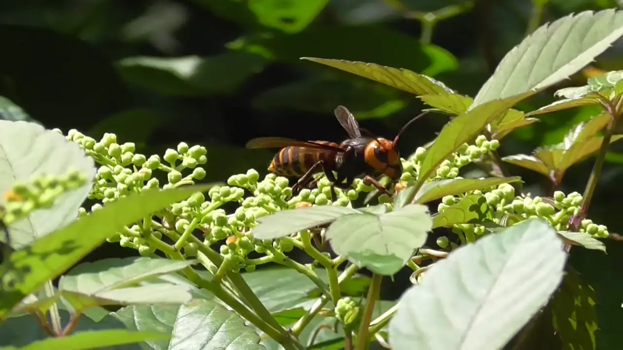 乌蔹莓 (Cayratia japonica) — 更多视角