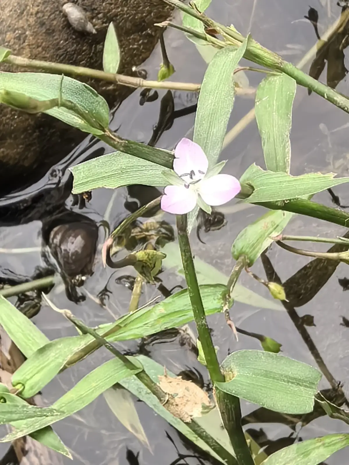 水竹叶 (Murdannia triquetra) — 细节