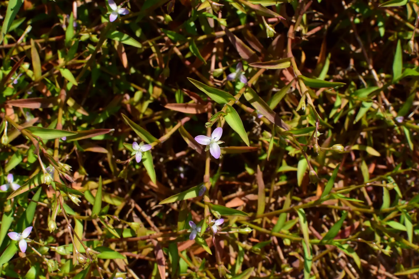 水竹叶 (Murdannia triquetra) — 环境展示