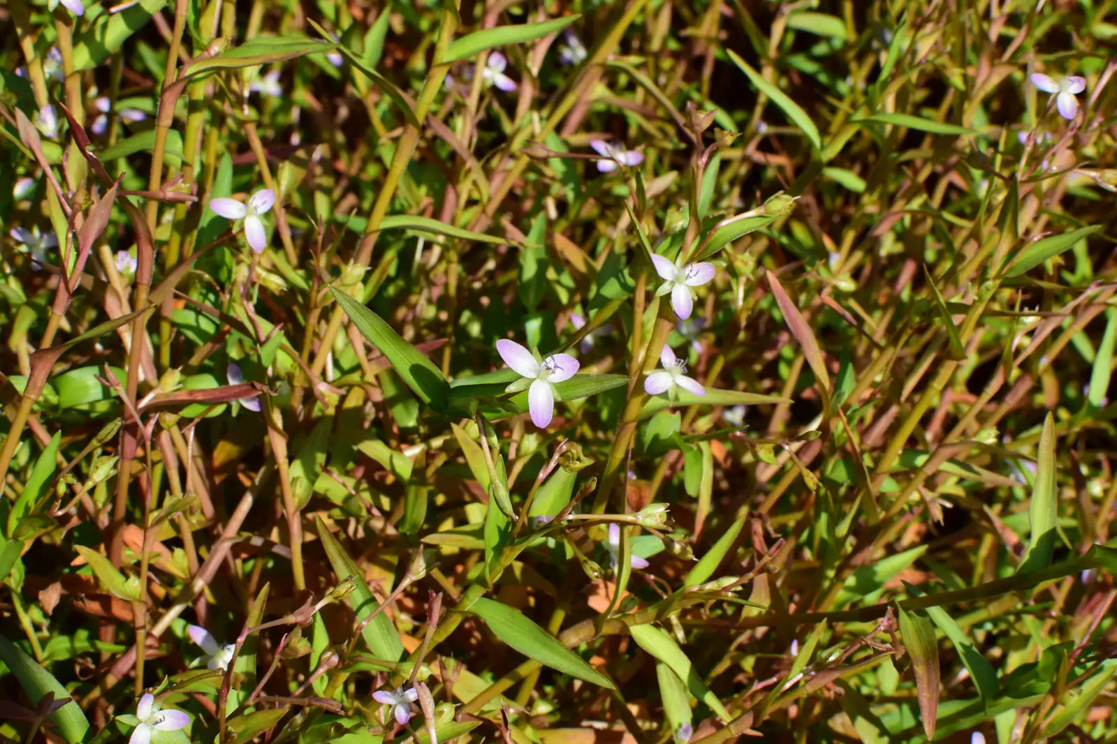 水竹叶 (Murdannia triquetra) — 更多视角